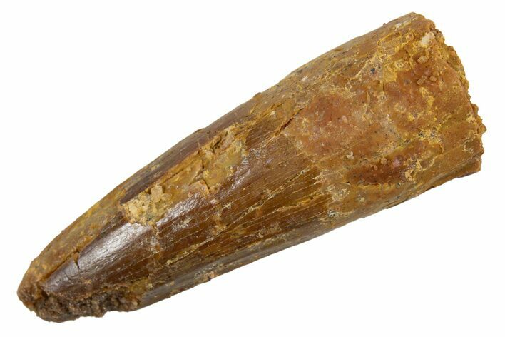 Juvenile Fossil Spinosaurus Tooth - Real Dinosaur Tooth #345883